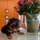 Yorkshire Terrier Welpen